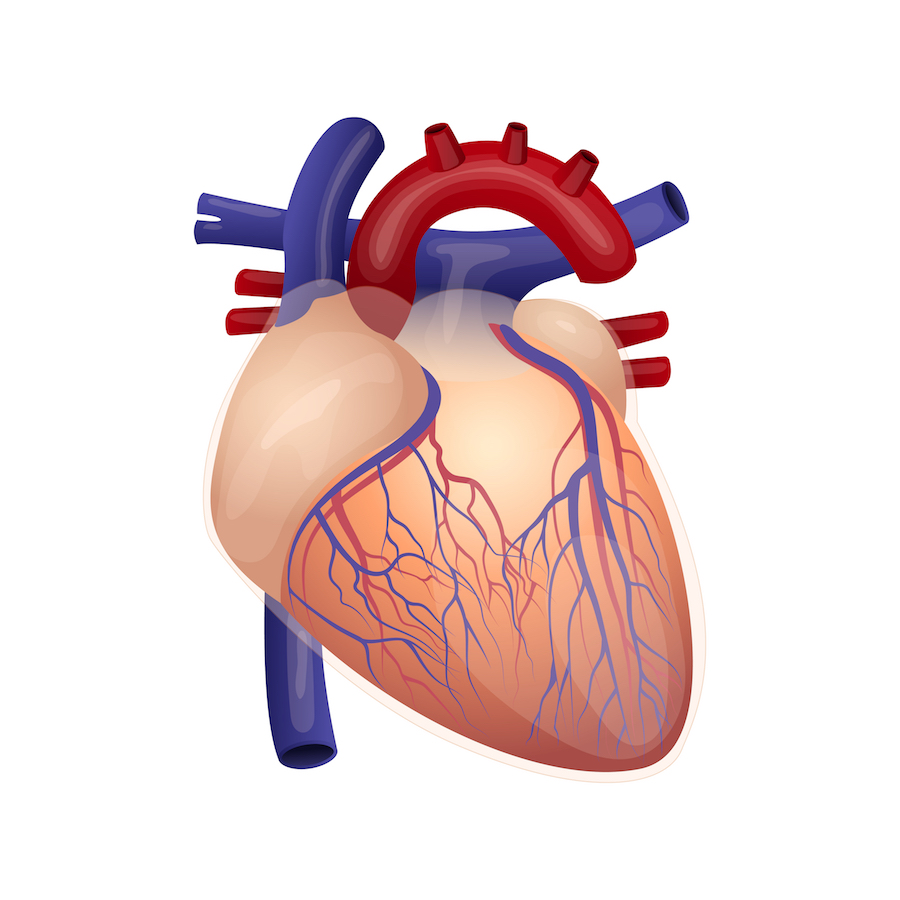 Remplacement de la valve aortique par cathéter (TAVI) - Centre de  Cardiologie Interventionnelle Belledonne